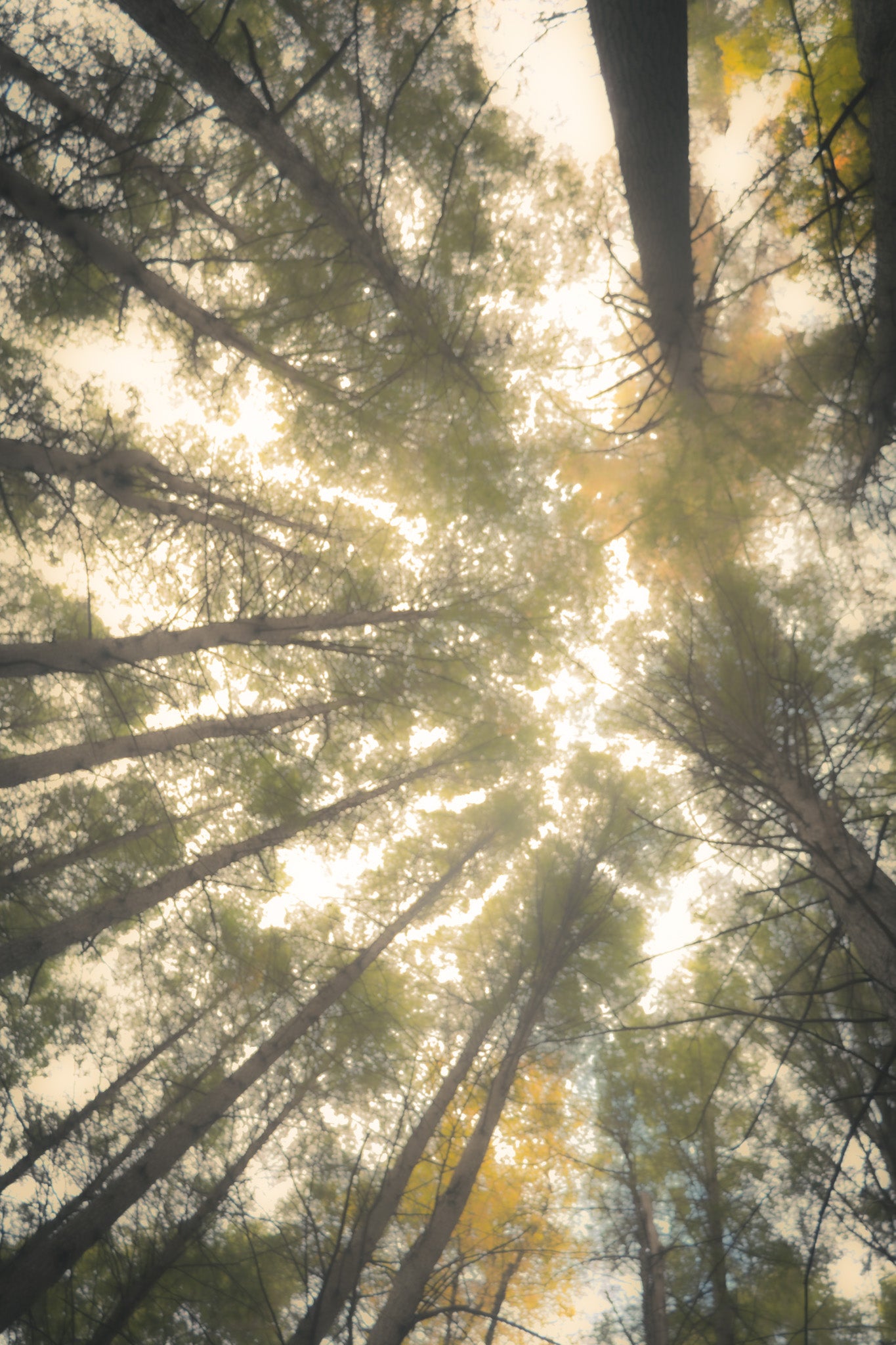 Reach - Museum Etching Print/Canvas Giclee