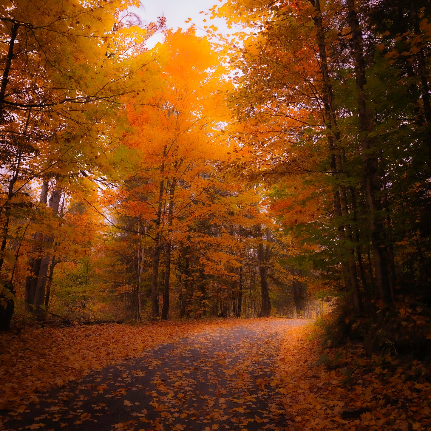 Flare - Museum Etching Print/Canvas Giclee