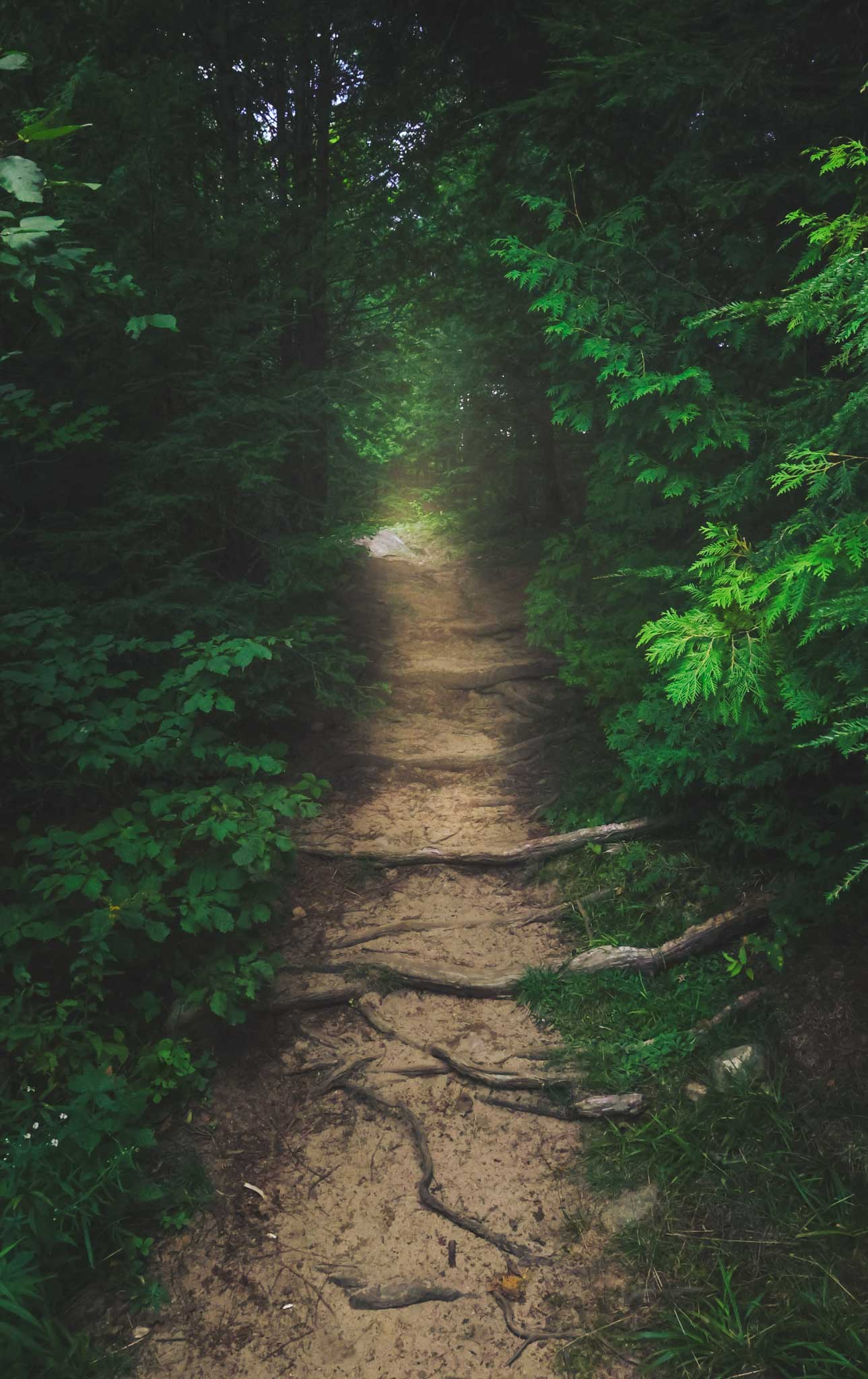 Journey - Canvas Giclee Print