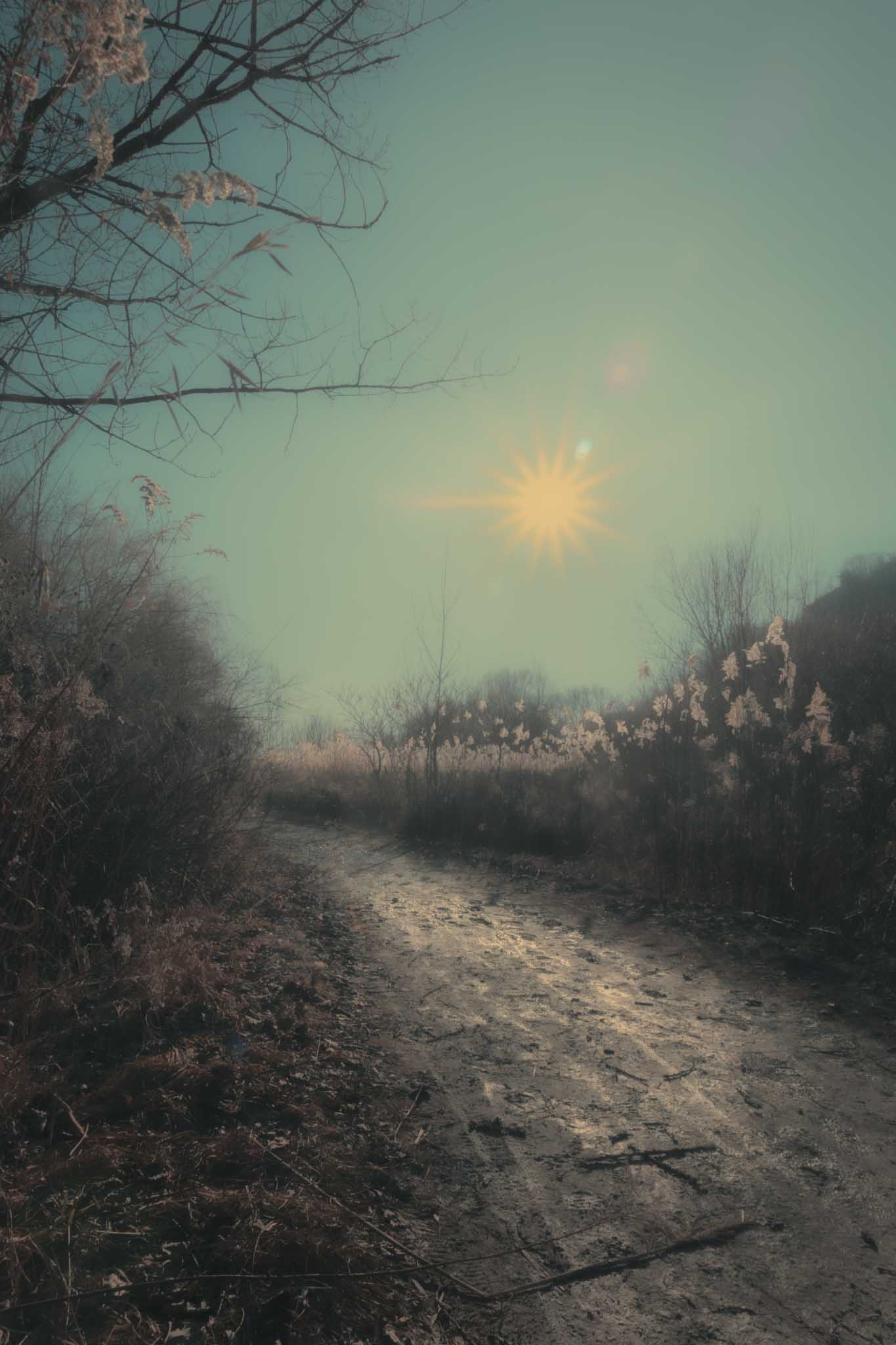 Emergence - Canvas Giclee Print